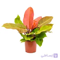 فیلدندرون پرتغالی