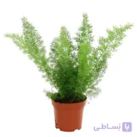 دم روباهی