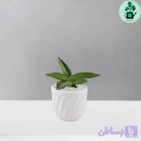 سانسوریا سامورایی