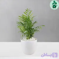 شامادورا