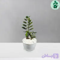 زاموفیلیا بلک