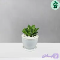 هاورتیا شیشه ای لوتوس (کد L8H4D)