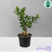 بونسای جینسینگ