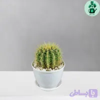 کاکتوس اچینو