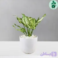 آگلونما برفی کد 102
