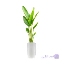 نخل مسافر