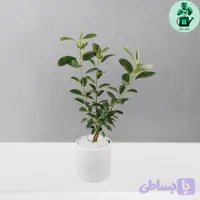 فیکوس جنگلی