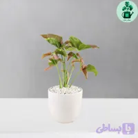سینگونیوم صورتی