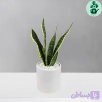 سانسوریا کرواتی ابلق