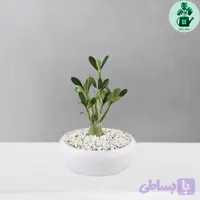 آدنیوم