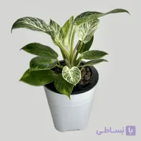 فیلودندرون برکین هیدروپونیک
