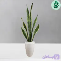 سانسوریا ابلق