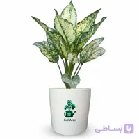 آگلونما برفی گلآرون
