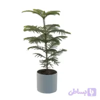 کاج مطبق