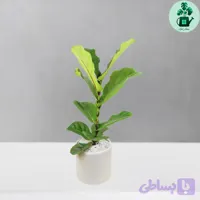 فیکوس لیراتا