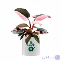 فیلدندرون پینک پرنس گلآرون