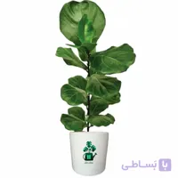 فیکوس لیراتا گلآرون
