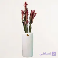 افوربیا قرمز لوکس