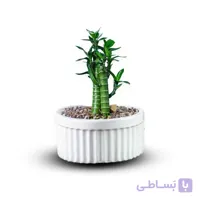 بامبو لوتوس خاکی 2 شاخه