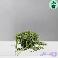 کراسولا غوره ای