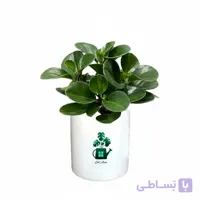 قاشقی سبز گلآرون