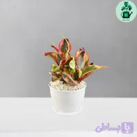قاشقی لب ماتیکی