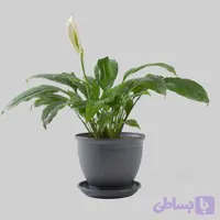 اسپاتی فیلوم
