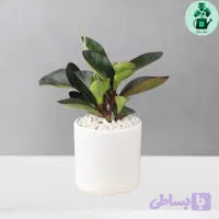 قاشقی لب ماتیکی