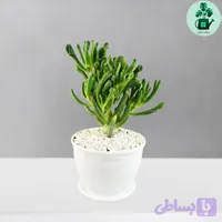 کراسولا سم اسبی