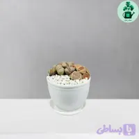 لیتوپس