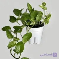 پتوس هیدروپونیک