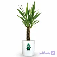 یوکا گلآرون