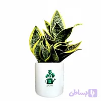 سانسوریا ابلق پا کوتاه گلآرون (کد FQYGB)