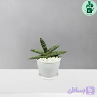 سانسوریا بونسل