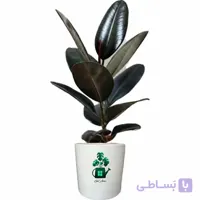 فیکوس بلک گلآرون