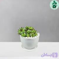 سمپرویوم لب ماتیکی