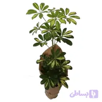 شفلرا ابلق
