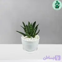 آلوئه آریستاتا