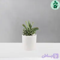 گاستریا خالدار