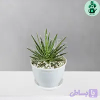 آگاو فیلیفرا