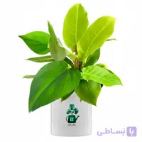 فیلدندرون نئون گلآرون