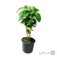 قهوه