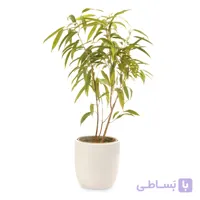 آمستل