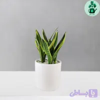 سانسوریا گلد فلیم