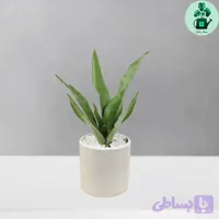 سانسوریا مهتابی کد 101