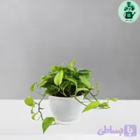 پتوس سبز