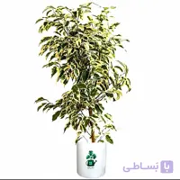 بنجامین ابلق گلآرون