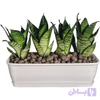 سانسوریا پا کوتاه باغچه ای (کد 1GC05)