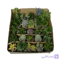 ساکولنت‌ 25 عددی
