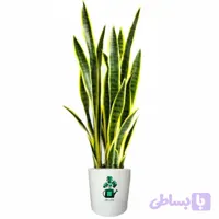 سانسوریا ابلق پا کوتاه گلآرون